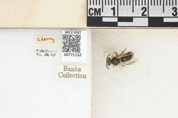 Media type: image;   Entomology 771132 Aspect: Labels